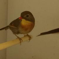 Coppia Usignolo del giappone