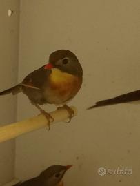 Coppia Usignolo del giappone