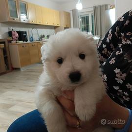 Cucciola di meticcio di taglia media