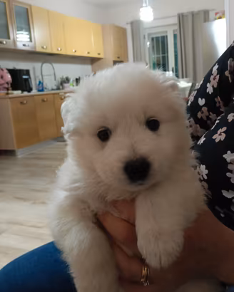 Cucciola di meticcio di taglia media