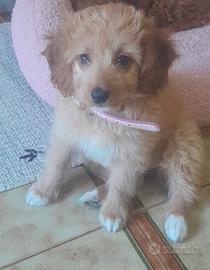 Barboncina+Coker spaniel