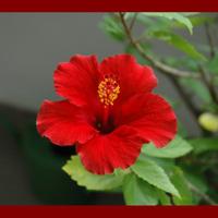 ibiscus rosso a cespuglio in vaso