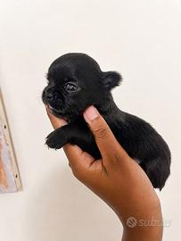 Chihuahua pelo lungo
