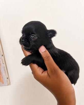 Chihuahua pelo lungo