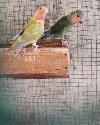 4 Inseparabili in blocco