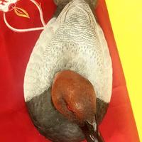 Soprammobile  DUCKS  Usa