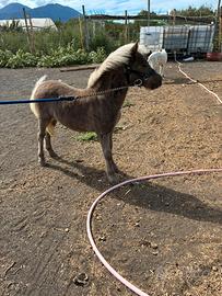 Mini pony
