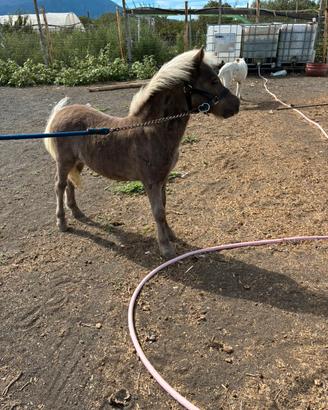Mini pony