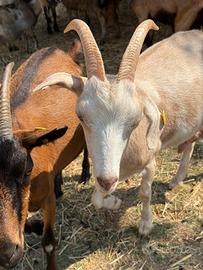 Capra camosciata