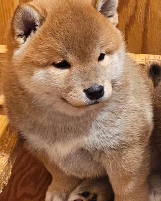 Shiba inu