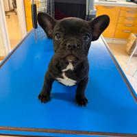 Cucciolo bulldog francese