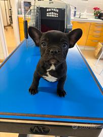 Cucciolo bulldog francese