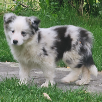 John border collie metà prezzo