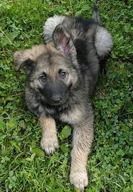 Cucciolo cane