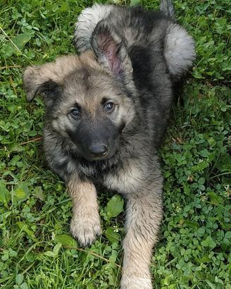 Cucciolo cane