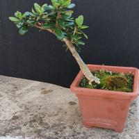 bonsai di ulivo 8