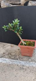 bonsai di ulivo 8