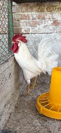 Galline