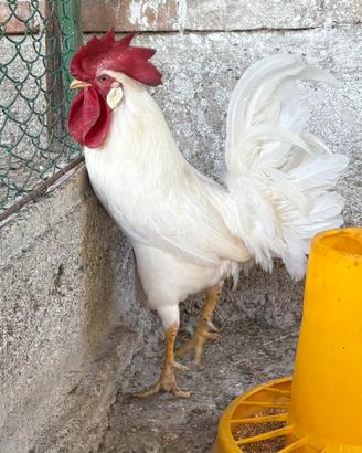 Galline
