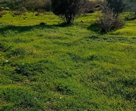 Vendo terreno agricolo con casa da ristrutturare