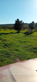 Vendo terreno agricolo con casa da ristrutturare