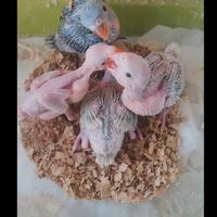 Pulli parrocchetto dal collare