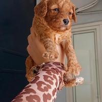 Famiglia per cuccioli malti poo