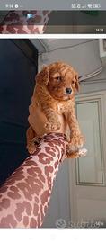 Famiglia per cuccioli malti poo