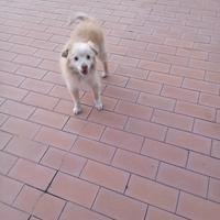 Cane maschio taglia piccola