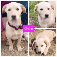 Piccolini mix pastore/labrador