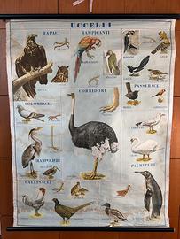 Tavola/poster telato vintage “UCCELLI “