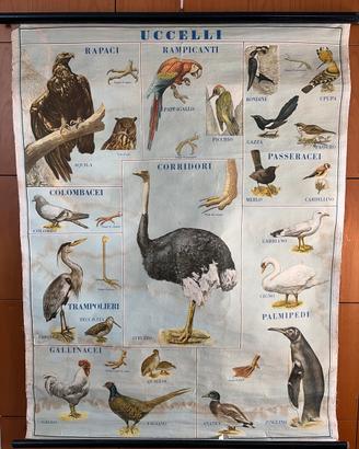 Tavola/poster telato vintage “UCCELLI “