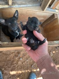 Cuccioli Pincher