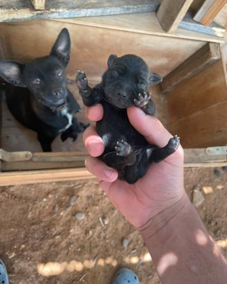Cuccioli Pincher