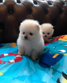 Cuccioli di spitz pomerania M e F