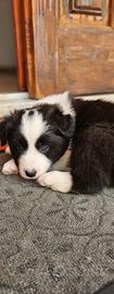 Border collie