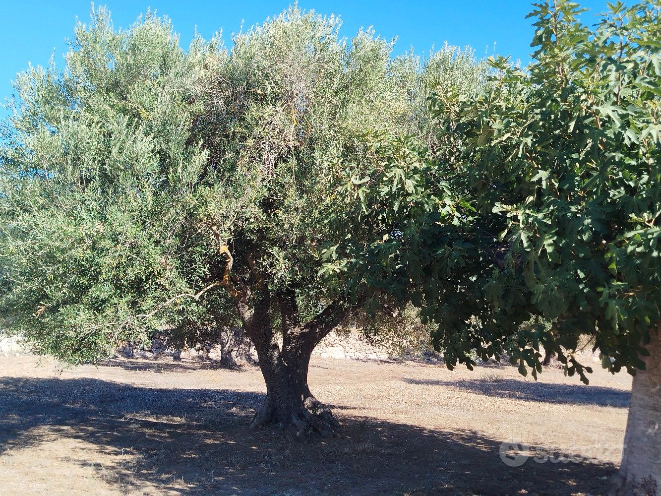 ULIVETO CON 25 ALBERI CENTENARI - Vista 2