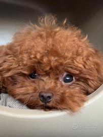 Barboncino red teacup linea asiatica per monta