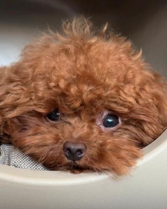 Barboncino red teacup linea asiatica per monta