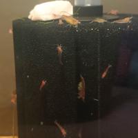 Neocaridine davidi Red cherry