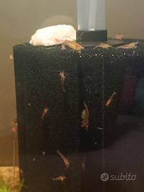 Neocaridine davidi Red cherry