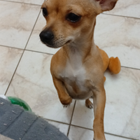 Cucciola chihuahua splendida solo Roma e Provincia