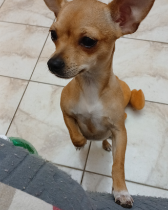 Cucciola chihuahua splendida solo Roma e Provincia