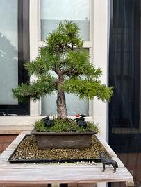 Bonsai
