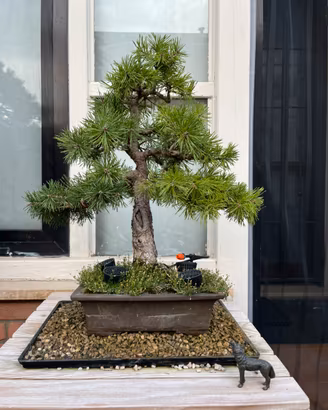 Bonsai