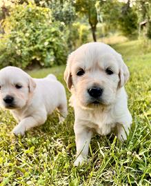 Golden retriever maschio pedigree enci