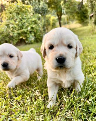 Golden retriever maschio pedigree enci