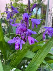 Orchidea di terra