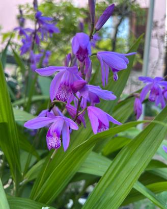 Orchidea di terra