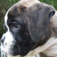 BOXER Cuccioli disponibili